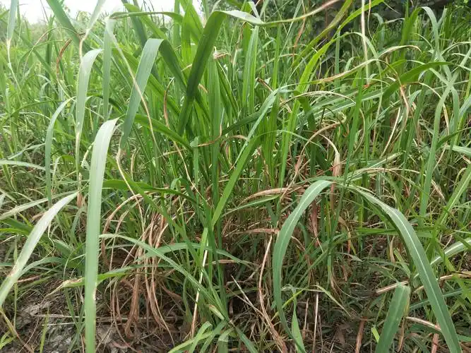 白茅根的功效与作用中药与植物之白茅根