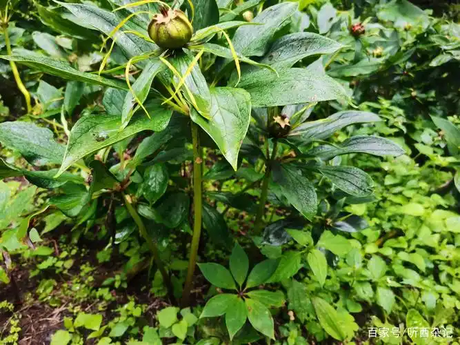 身边的中草药——重楼