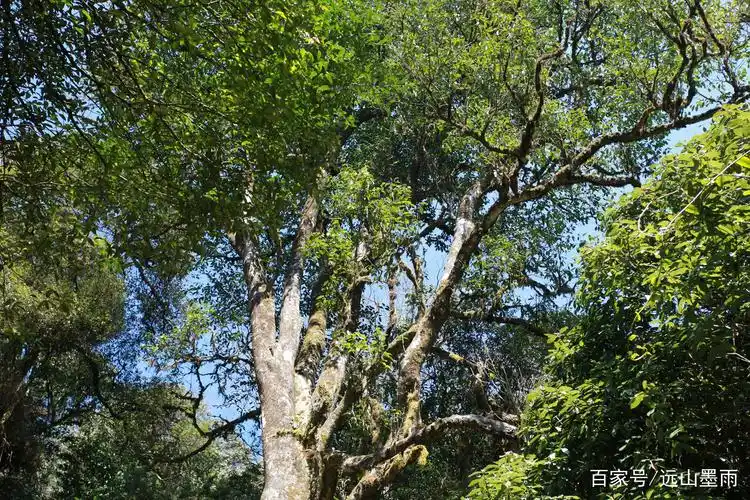 是迄今发现的世界最大最古老的野生茶树,堪称世界之最