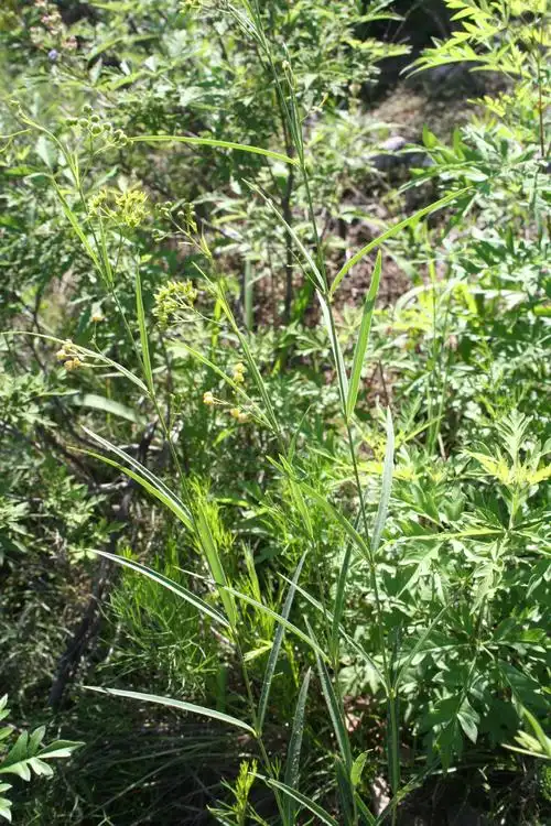 认识延庆植物-徐长卿