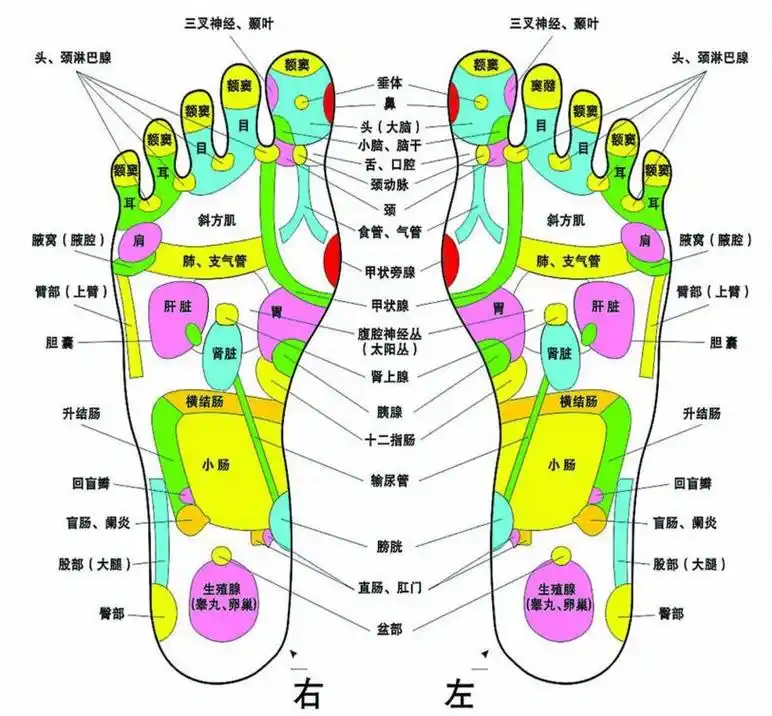 脚为什么是"第二心脏"