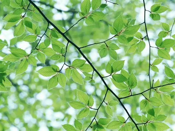 小清新绿色树叶唯美高清桌面壁纸