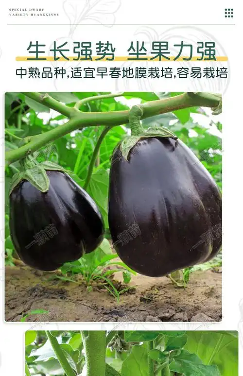 阳台专用,其他种子类别茄子植物品种夏季开花季节小胖手扇茄货号否