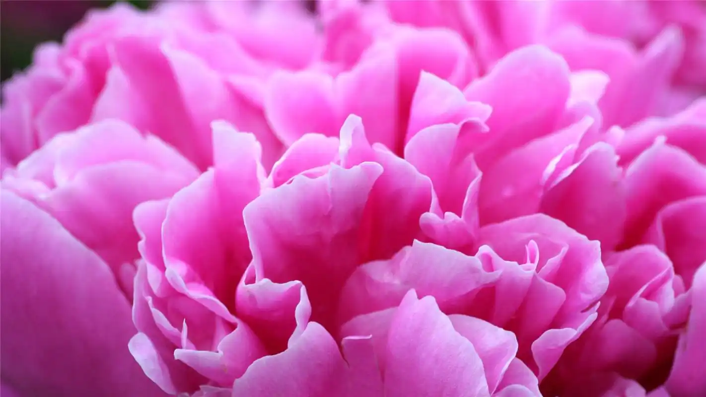 漂亮的牡丹花高清桌面壁纸高清大图预览1920x1200_植物壁纸下载_美桌