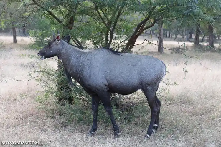 tragelaphus hippelaphus