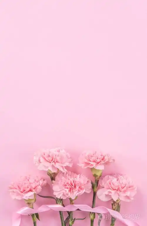 美丽的新鲜绽放婴儿粉红颜色温柔康乃馨孤立在明亮的粉红色背景,母亲