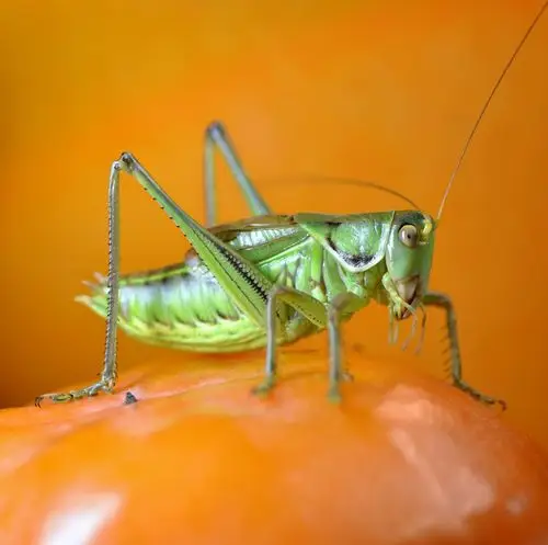 冬季里的鸣虫蝈蝈
