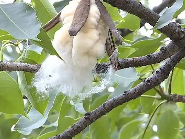 木棉花絮对人体是否有危害呢?
