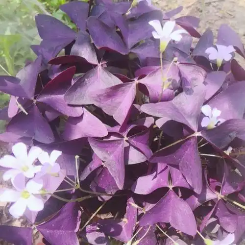 紫叶酢浆盆栽幸运草蝴蝶三叶草室内室外多年生四季时令草本花卉