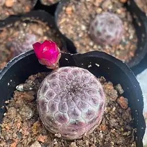 宝山属仙人球日本红丽丸仙人球自根带萝卜腿根仙人球