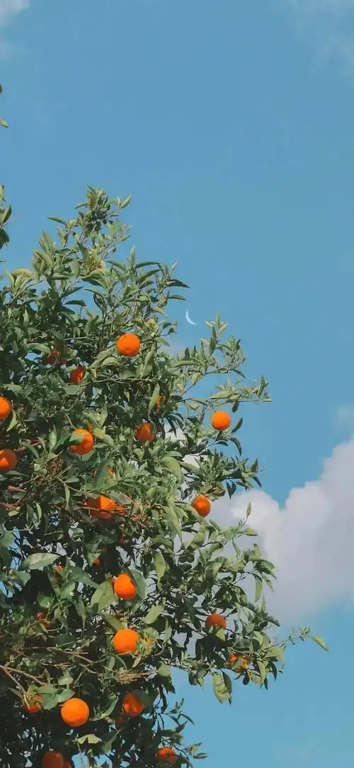 好喜欢这种感觉的壁纸小红书看到的绿色真的好好看大家有类似的吗