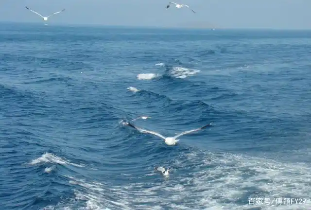 蓝天,大海,海鸥
