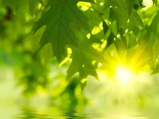 背景图高清绿色植物