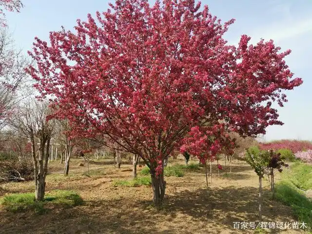 北美海棠有哪些品种(北美系列海棠北美海棠都包括哪几种)