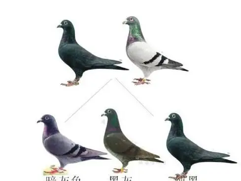 最全信鸽种鸽羽色配对如何繁育异色鸽子漂亮羽色的鸽子