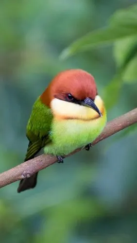 可爱的鸟,树叶,树枝 iphone 壁纸