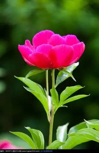 绿叶和含苞待放的红色花苞