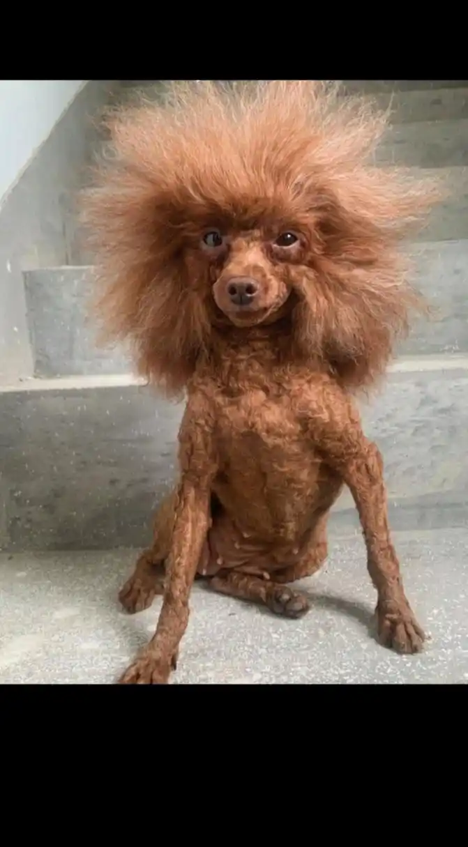 热衷于爆炸头的狗狗