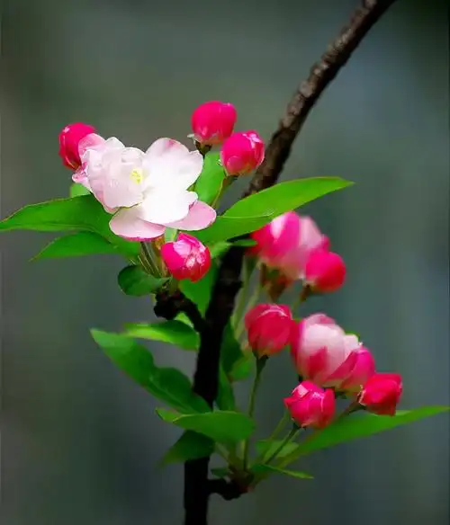 150张绝美花开照片,老一辈轻松认出,年轻人却说从未见过?