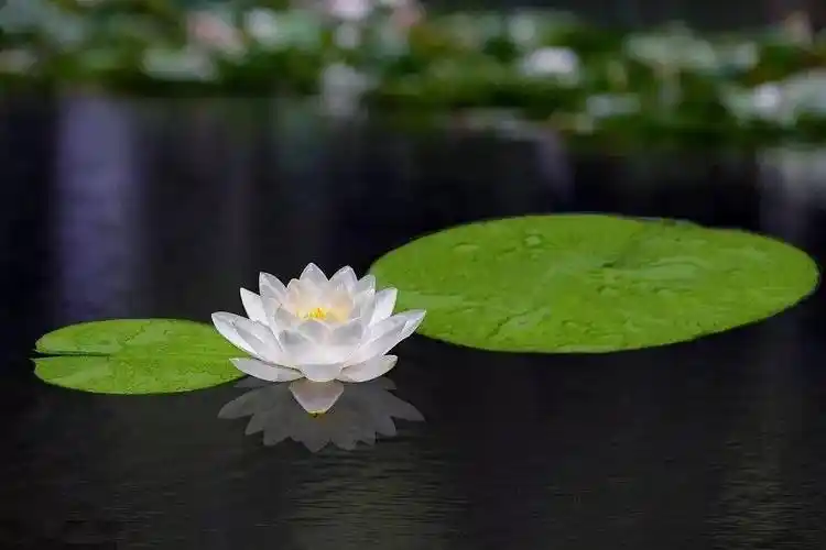 听一曲古琴《莲语禅心》:去烦静噪,修身养性