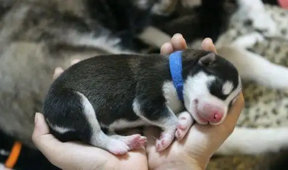 哈士奇宝宝刚出生的小模样,萌化了心