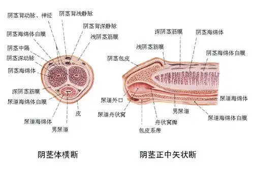 包皮过长手术后注意事项