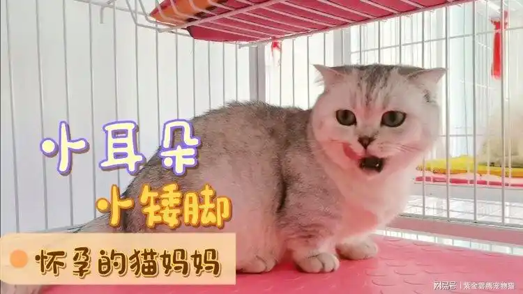 猫妈妈怀孕1个月就有强烈的反应了肚子大了也能吃了