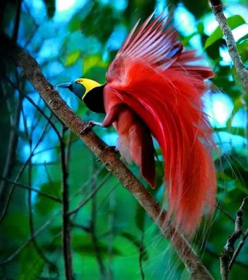 每日动物分享|鸟|天堂极乐鸟 号称世界上最好看的鸟——天堂极乐鸟