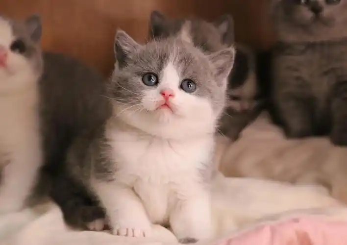 【现猫🉑️预定】 英国短毛猫蓝白弟弟
