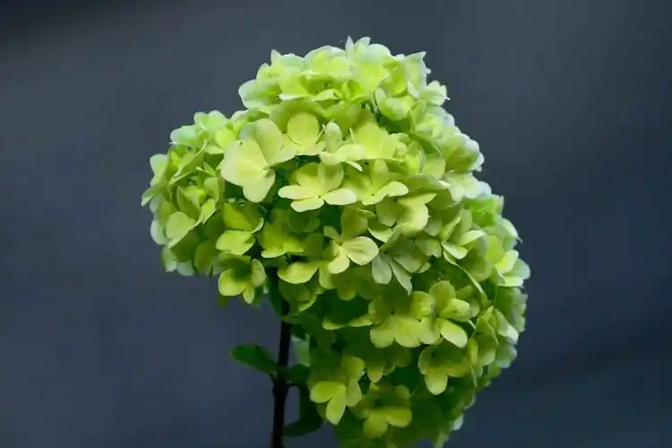 春花欣赏绿绣球花