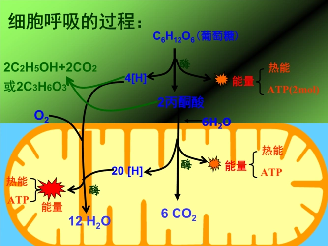 5.3呼吸作用影响因素ppt.ppt