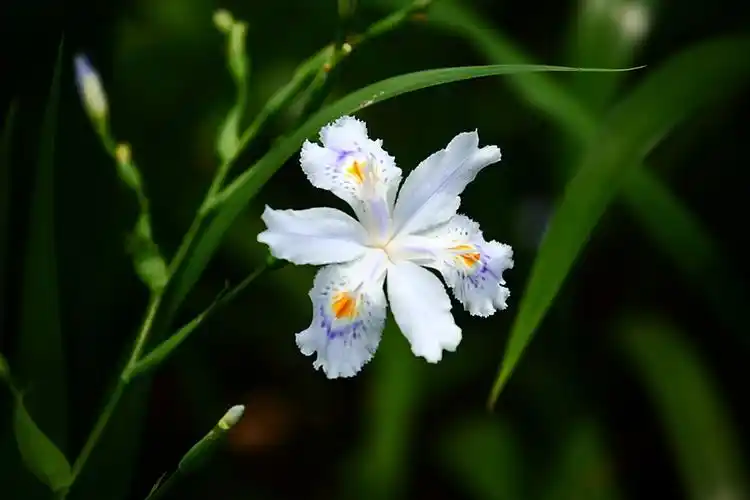 标题:白色鸢尾花