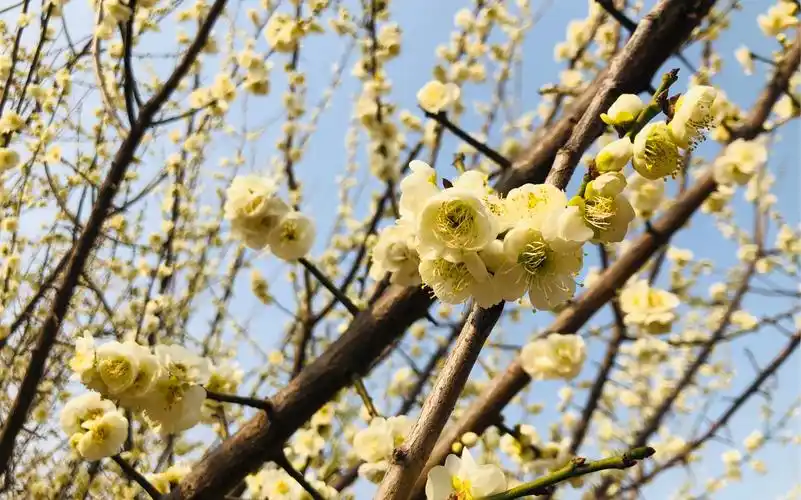 来西流湖看绿梅吧