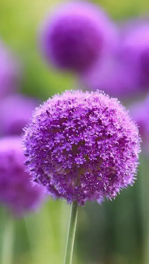 紫色花,植物-手机壁纸