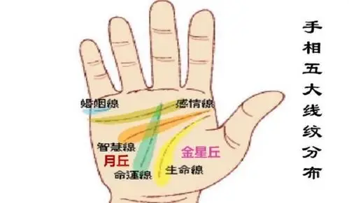 从食指下方沿着"金星丘",环绕大拇指的线,影响的是健康与生命力的强弱