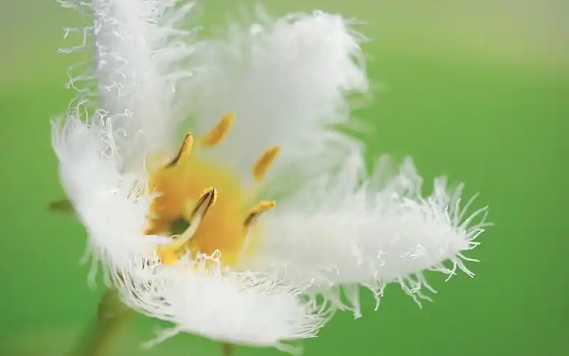 小清新绿色植物唯美高清桌面壁纸