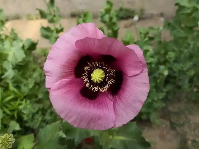 美丽妖艳本无罪,罂粟花开正当时