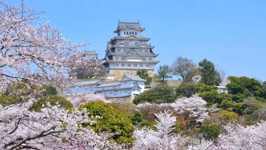 日本 旅行到姬路市,春天,樱花开花,日本 壁纸 下载 1920x1080 全高清