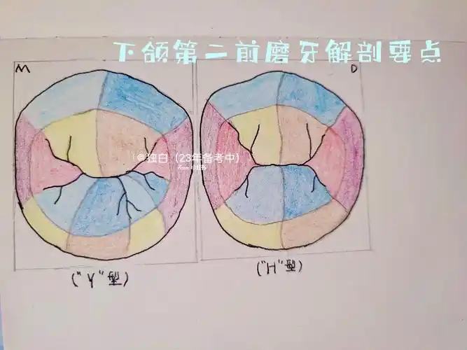 口解下颌第二前磨牙解剖要点