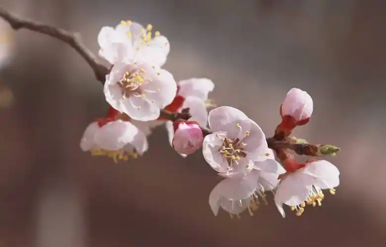 枝头绽放展瓣吐蕊的杏花