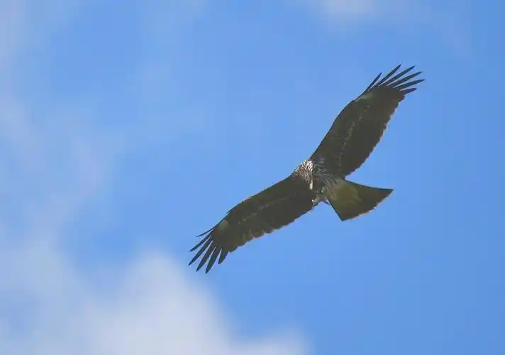 2021最美秋天小鹰的天空