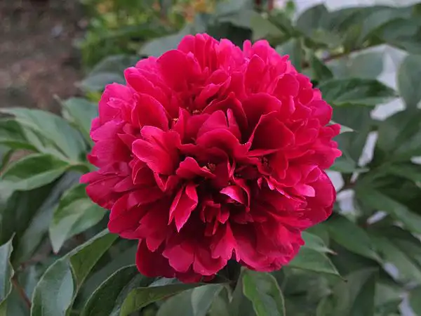 红牡丹图片_全景网