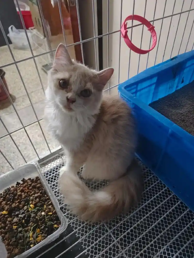 乳白英短 #英短乳白 猫在尴尬期的时候要多丑真心有多丑,曾 - 兑趑