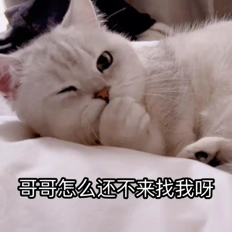 情人节撩汉表情包 ee们好,情人节就由小刚咪助力各位做一只迷人的钓系