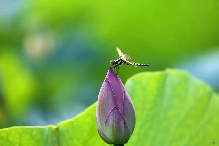 荷花蜻蜓