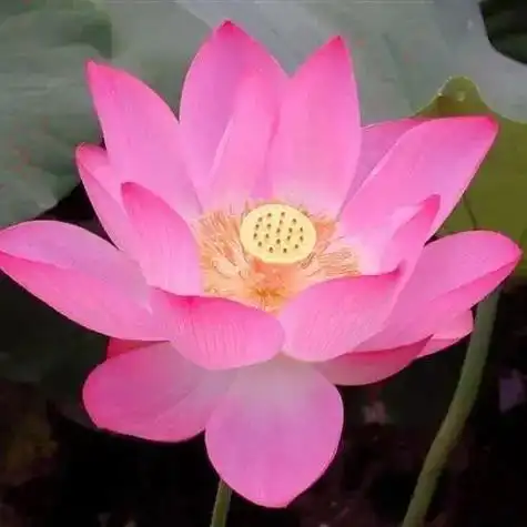 带一朵莲花的微信头像 微信头像图片大全 -【爱个性】