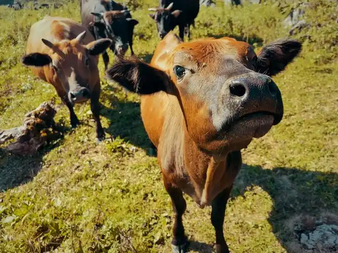 可爱的秦岭小牛. - zest099 - 图虫