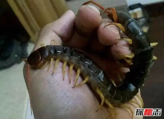 世界上最大的蜈蚣,加拉帕格斯巨人蜈蚣(0.6米能捕鸟抓蛇)