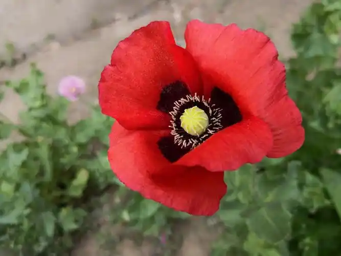 美丽妖艳本无罪,罂粟花开正当时