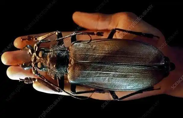 首先我们需要清楚,现存的蜻蜓和2亿年前的巨型蜻蜓之间的体型差距到底